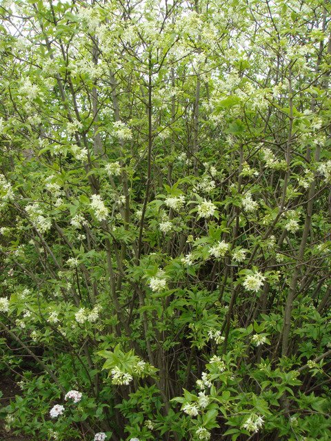 Staphylea colchica (2)